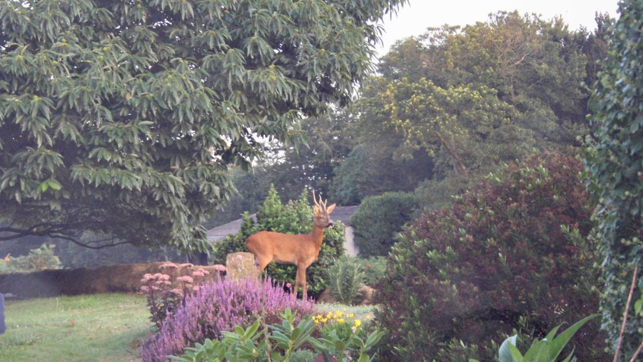 Bed and Breakfast Breizh A-Gevret Lannion Exterior foto